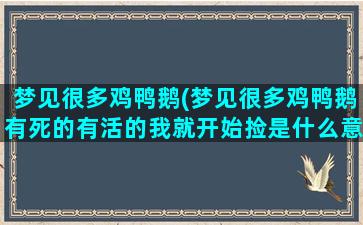 梦见很多鸡鸭鹅(梦见很多鸡鸭鹅有死的有活的我就开始捡是什么意思)